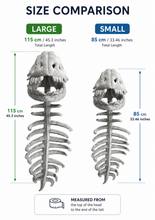 Charger l'image dans la galerie, Le Squelette de Dino Mignon™